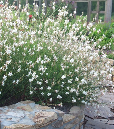 Gaura Whirling Butterflies